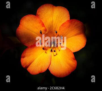 Lily fiore con pistilli e stami, California, USA Foto Stock