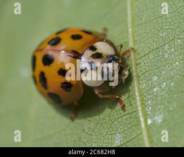 Ragazza asiatica Beetle mangiare afide su foglia verde Foto Stock
