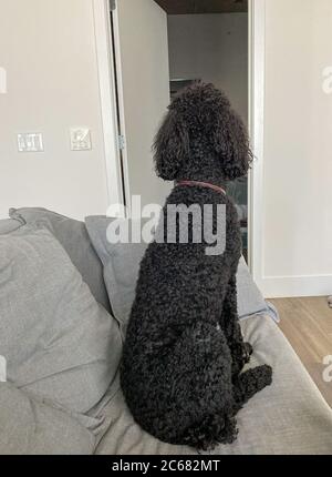 Un poodle standard in rosso nero che si siede su un divano in attesa che il suo essere umano venga a casa. Foto Stock