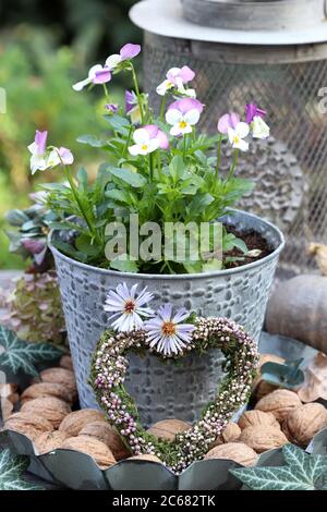 viola viola fiore in vaso di zinco e cuore di erica in giardino d'autunno Foto Stock