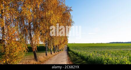 Fila di salici lungo la strada sterrata e campo in autunno, Baden-Wurttemberg, Germania Foto Stock