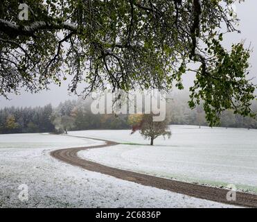 Strada sterrata attraverso campi innevati che conducono alla foresta, Baden-Wurttemberg, Germania Foto Stock