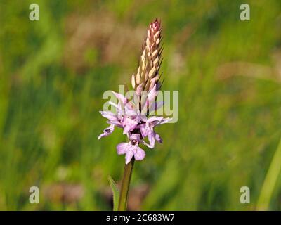 Insetti minuscoli su fiori di Orchidea comune punteggiato (Dactylorhiza fuchsia - possibile x con profumata Orchidea Gymnadenia conopsea) in Cumbria, Inghilterra, UK Foto Stock