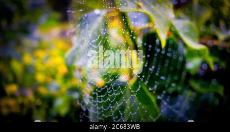 Gocce d'acqua sulla rete di ragno e foglie verdi Foto Stock