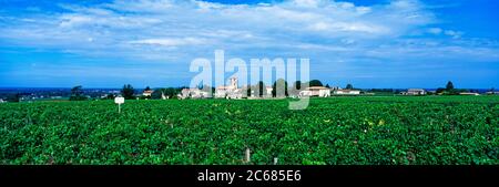 Vigneti vicino Bordeaux nella piccola città di Saint-Emilion, Gironda, Francia Foto Stock