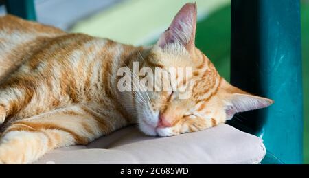 Primo piano di gatto dormiente, Tautu, Aitutaki, Isole Cook Foto Stock