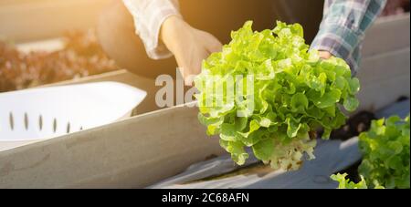 Mani closeup di giovane agricoltore asiatico uomo controllo fresco orto biologico in azienda, coltivazione lattuga verde per la raccolta agricoltura con bu Foto Stock