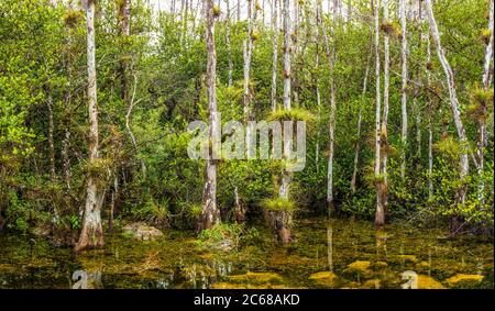 Palude nella riserva nazionale di Big Cypress, Florida, Stati Uniti Foto Stock