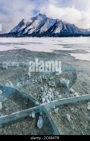 Bolle di metano congelate in ghiaccio, lago Abraham, Alberta, Canada Foto Stock