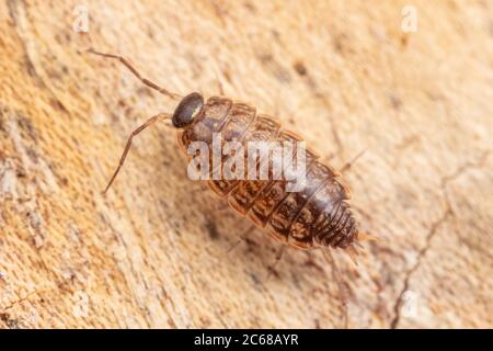 Comune Woodlouse striato (Philoscia muscorum) Foto Stock