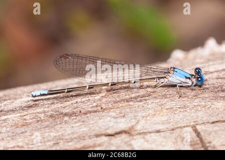 Ballerino con facciata blu (Argia apicalis) - Maschile Foto Stock