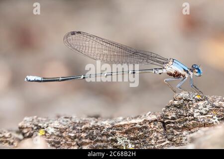 Un ballerino maschile con fronte blu (Argia apicalis) con acari. Foto Stock