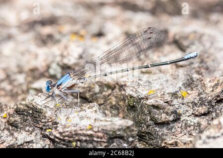 Un ballerino maschile con fronte blu (Argia apicalis) con acari. Foto Stock