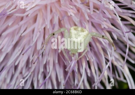 Ragno di granchio, Mecaphesa sp., che si aggirano sul tistello, Cirsium sp. Foto Stock