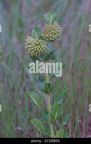 Verde Milkweed Comet, Asclepias viridiflora Foto Stock