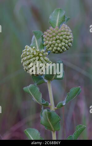 Verde Milkweed Comet, Asclepias viridiflora Foto Stock