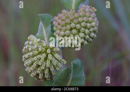 Verde Milkweed Comet, Asclepias viridiflora Foto Stock