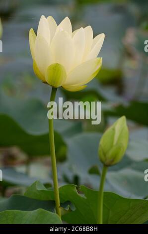 loto americano, Nelumbo lutea Foto Stock