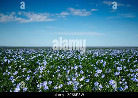 Un campo di lino in fiore, Montana nord-centrale Foto Stock