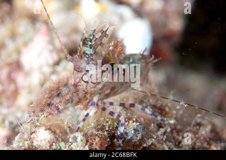 Saron Shrimp, Saron marmoratus, immersione notturna, sito di immersione Mioskon, Dampier Straits, Raja Ampat, Papua occidentale, Indonesia Foto Stock