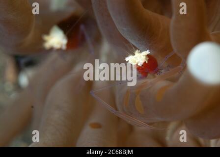 Coppia di gamberi di corallo di funghi, Cuapetes kororensis, in corallo di funghi, Famiglia Fungiidae, tentacoli, Retak Larry dive sito, Lembeh Straits Foto Stock