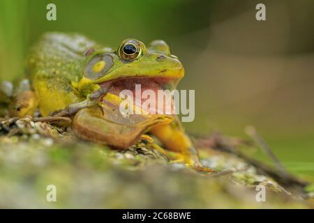 Un americano Bullfrog ha sparato la sua pelle. Foto Stock