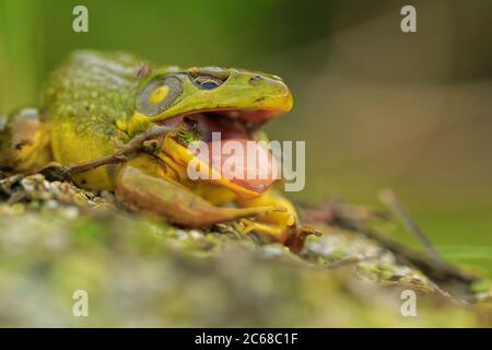 Un americano Bullfrog ha sparato la sua pelle. Foto Stock
