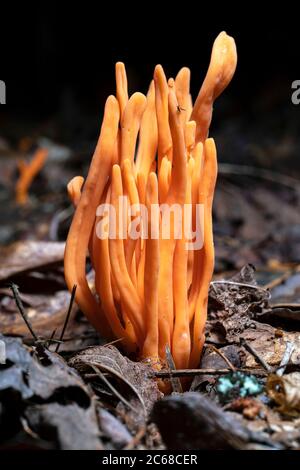 Mandrini d'oro (Clavulinopsis fusiformis) specie di fungo corallino - Brevard, Carolina del Nord, USA Foto Stock