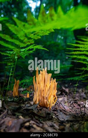 Mandrini d'oro (Clavulinopsis fusiformis) specie di fungo corallino - Brevard, Carolina del Nord, USA Foto Stock