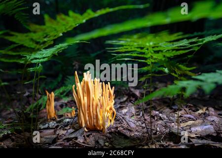 Mandrini d'oro (Clavulinopsis fusiformis) specie di fungo corallino - Brevard, Carolina del Nord, USA Foto Stock