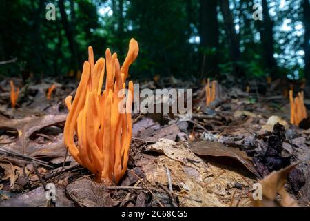 Mandrini d'oro (Clavulinopsis fusiformis) specie di fungo corallino - Brevard, Carolina del Nord, USA Foto Stock