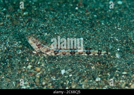 Clearfin luzardfish, Synodus dermatogenys, parzialmente sepolto in sabbia nera in attesa di imboscata preda, Kareko Batu sito di immersione, Lembeh Straits, Sulawesi, Ind Foto Stock
