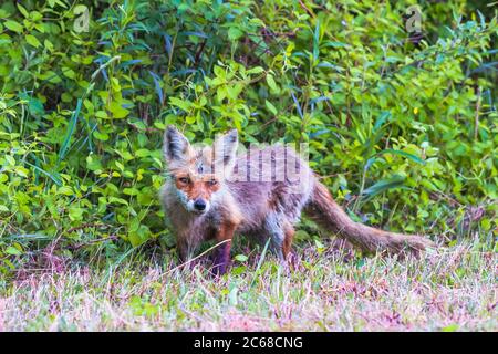 Novellame della volpe rossa dell'America orientale (Vulpes vulpes fulvus) nel rifugio naturale nazionale di Bombay Hook. Delaware. STATI UNITI Foto Stock