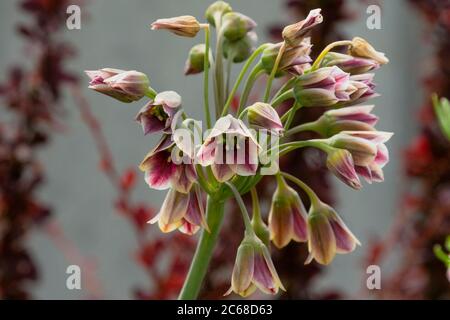 Primo piano di belle campane mediterranee, Nectaroscordum siculum, precedentemente noto come Allium bulgaricum Foto Stock