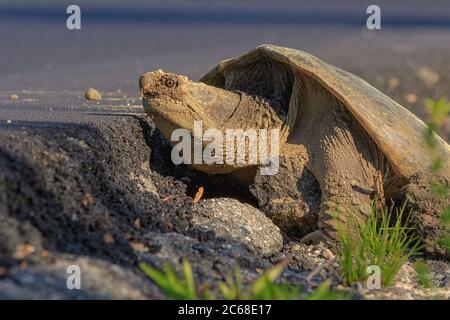 Una tartaruga comune che si schiava depone le sue uova sulla strada. Foto Stock