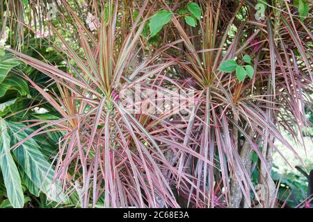 Primo piano di belle foglie variegate della pianta Dracaena marginata Tricolor, conosciuta anche come l'albero arcobaleno o albero del Drago Foto Stock