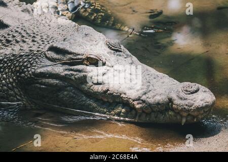 Coccodrillo di acqua salata (Crocodylus porosus) o coccodrillo di acqua salata o coccodrillo australiano Indo o coccodrillo di acqua dell'uomo. Prendere il sole alla palude. Foto Stock