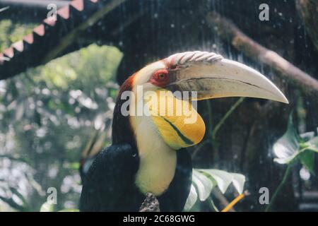 Rinoceronte (Buceros rinoceros) su sfondo scuro Foto Stock