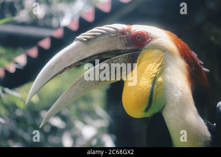 Rinoceronte (Buceros rinoceros) su sfondo scuro Foto Stock