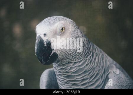 Primo piano su un pappagallo grigio africano Foto Stock