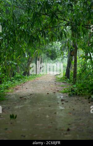 Piove su un percorso del villaggio coperto di alberi verdi Foto Stock