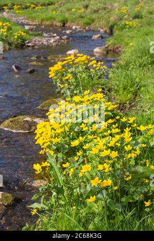 Marsh calendula cresce a bordo delle acque Foto Stock