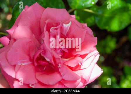 Rose rosa in un giardino inglese in estate Foto Stock