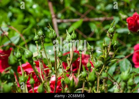 Germogli di rose che crescono in un giardino in Inghilterra Foto Stock