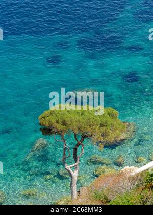 Ombrello di pino che pende sul Mediterraneo azzurro. Èze-Bord-de-Mer, Costa Azzurra, Francia. Foto Stock