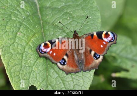 Una nuova Peacock Butterfly, Aglais io, che perching su una foglia di Comfrey in un prato. Foto Stock