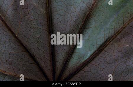 Le foglie dell'albero sono ben visibili. Foto Stock