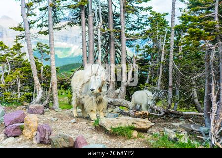 Due capre di montagna selvatiche nel Glacier National Park, Montana. Foto Stock