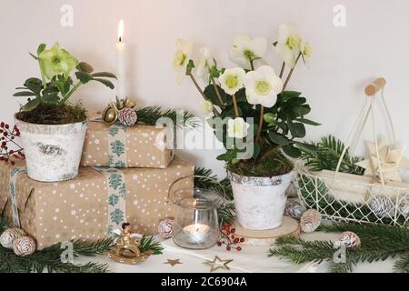 decorazione di natale con helleborus niger in pentole di piante e scatole presenti Foto Stock