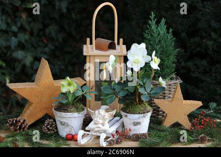 decorazione del giardino di natale con helleborus niger, stelle in legno e angelo Foto Stock